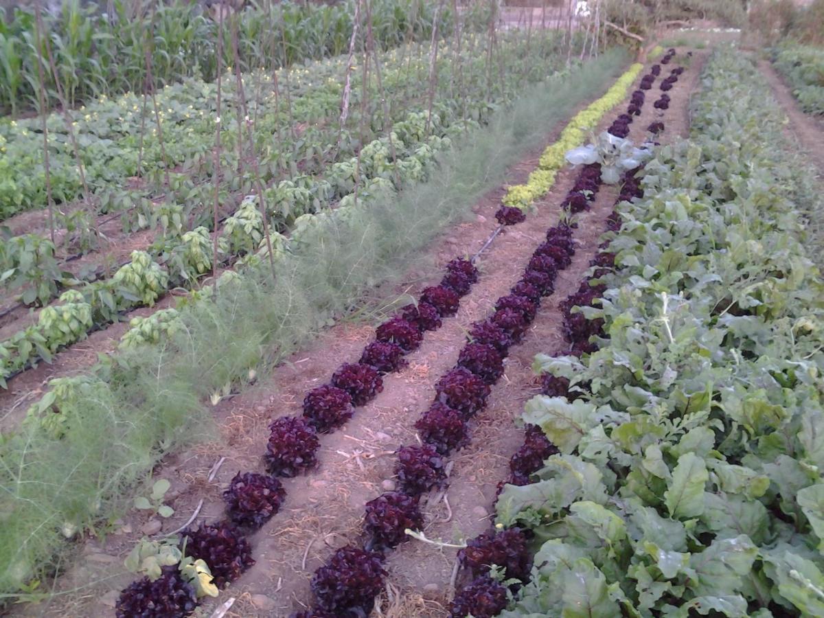 Casa Rural Finca Las Dulces Chío 外观 照片
