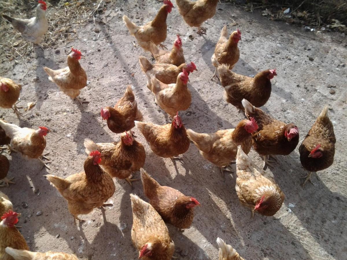 Casa Rural Finca Las Dulces Chío 外观 照片